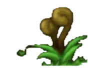 Plant of Ellinia